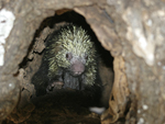 Mexican Hairy Porcupine    